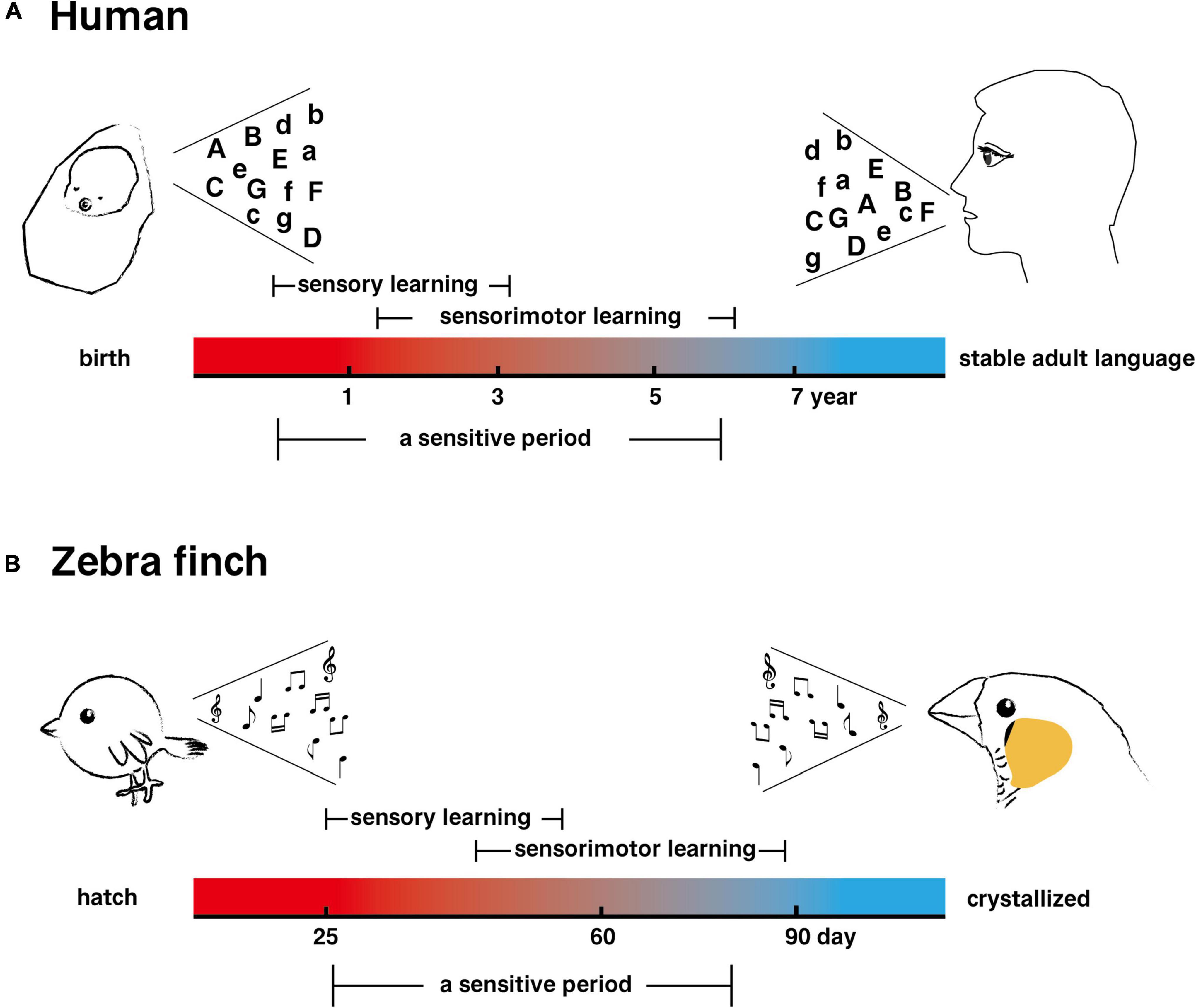 Analogies of human speech and bird song: From vocal learning behavior to its neural basis